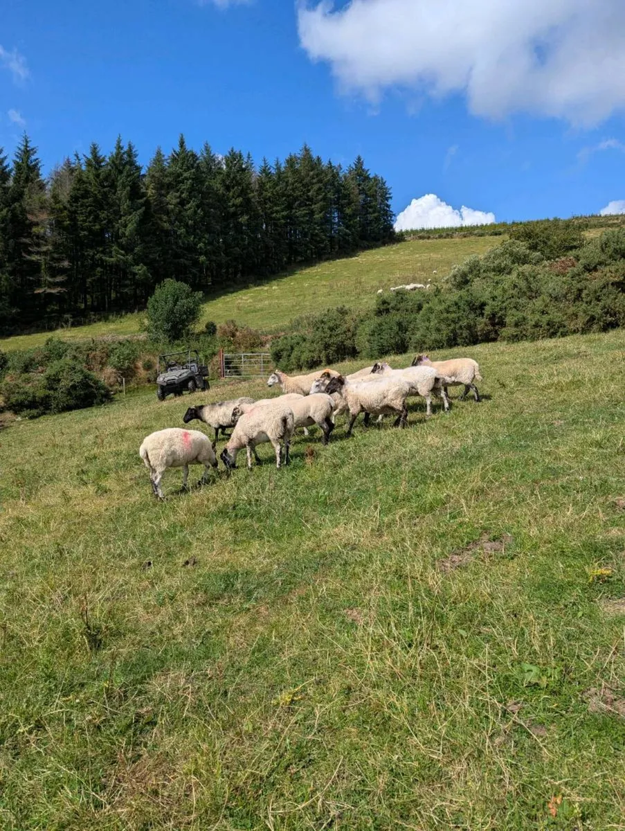 Breeding ewes hogget ewe's - Image 2