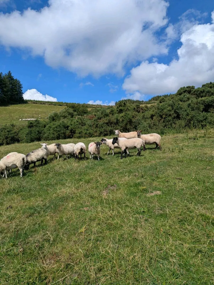 Breeding ewes hogget ewe's - Image 3
