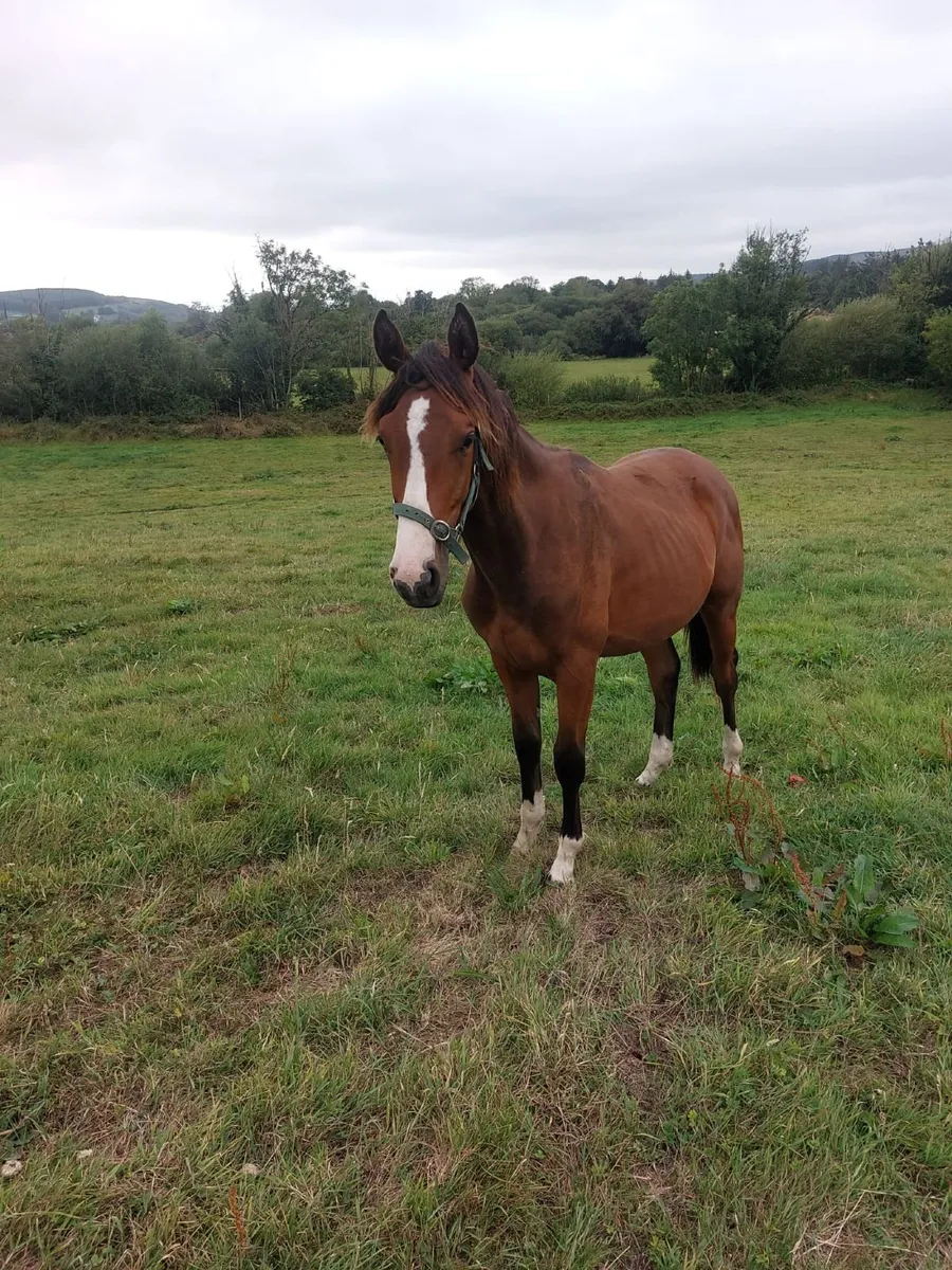 Gelding by Ard Rock Star - Image 3