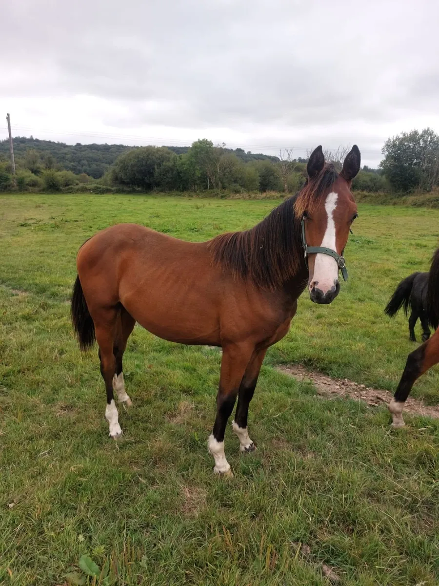 Gelding by Ard Rock Star - Image 2