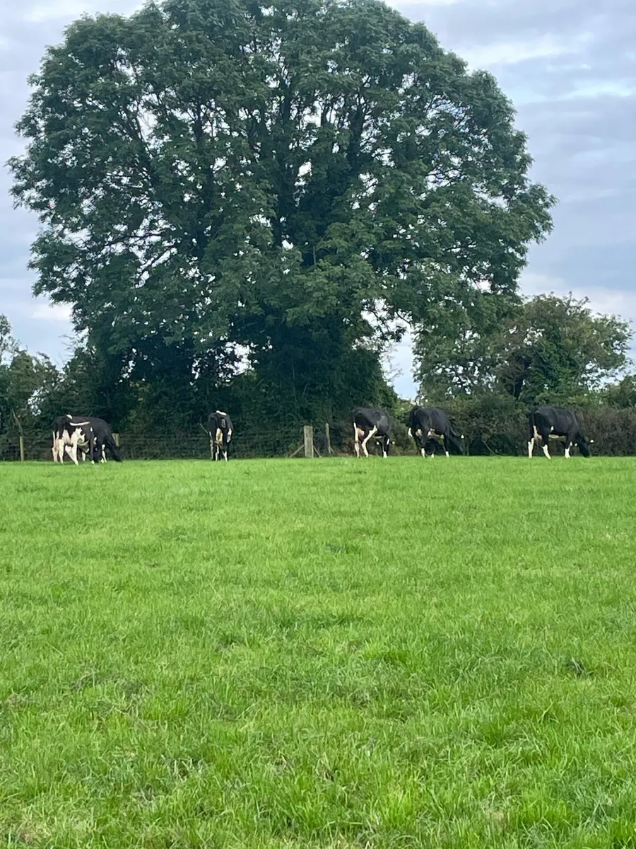 Fresh calved heifers - Image 1