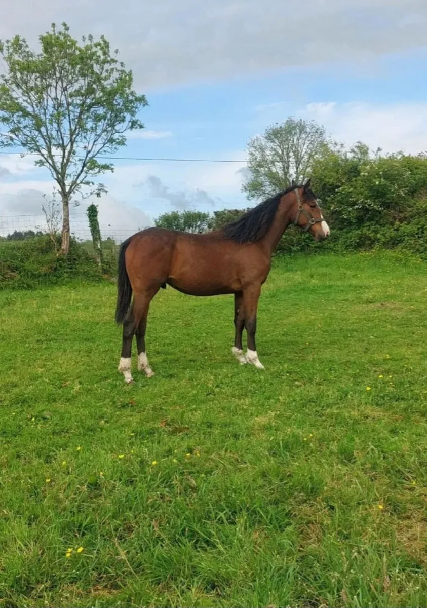 Gelding by Ard Rock Star - Image 1