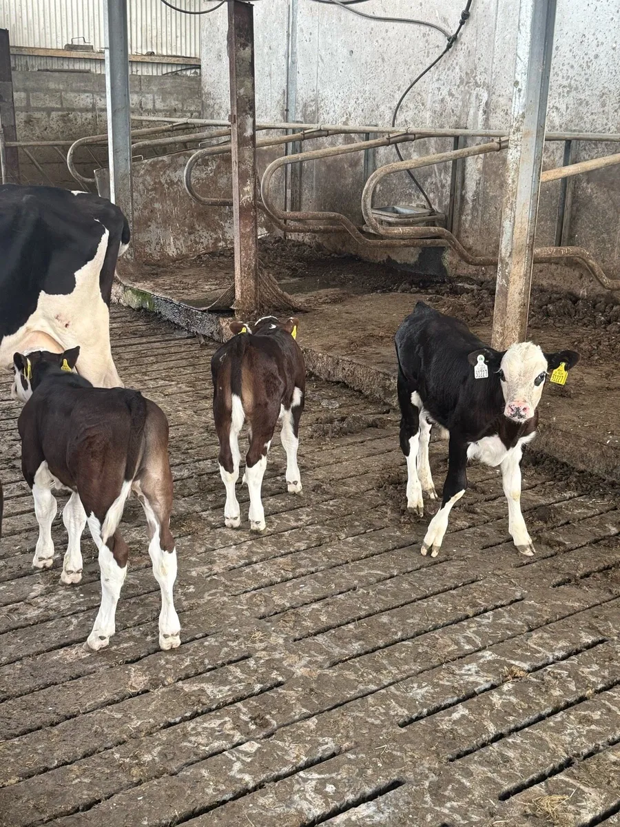 3 Hereford bull calves - Image 1