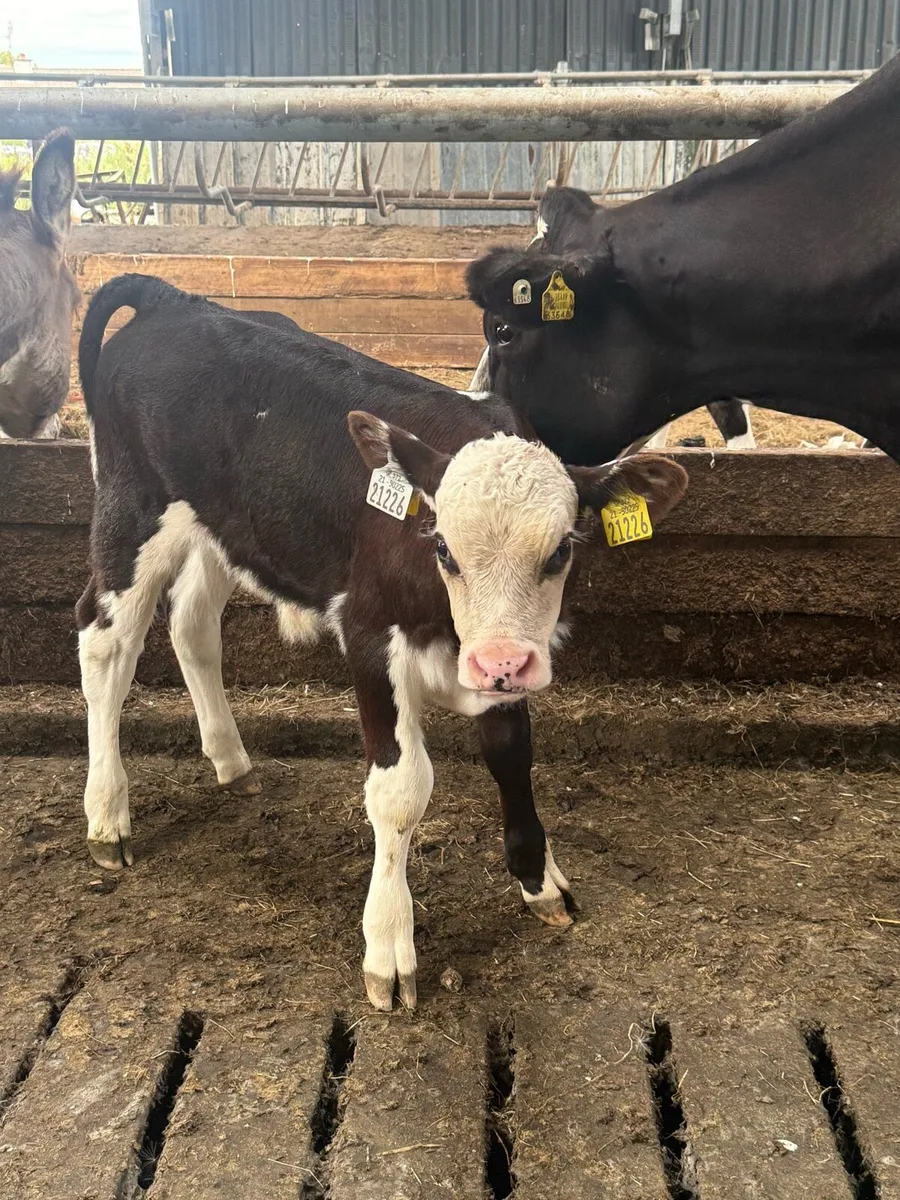 3 Hereford bull calves - Image 2
