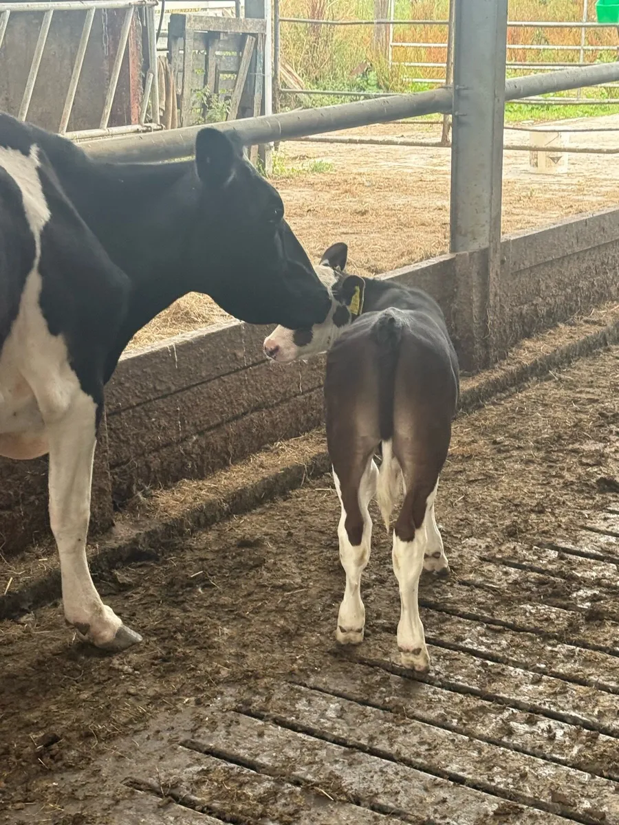 3 Hereford bull calves - Image 3