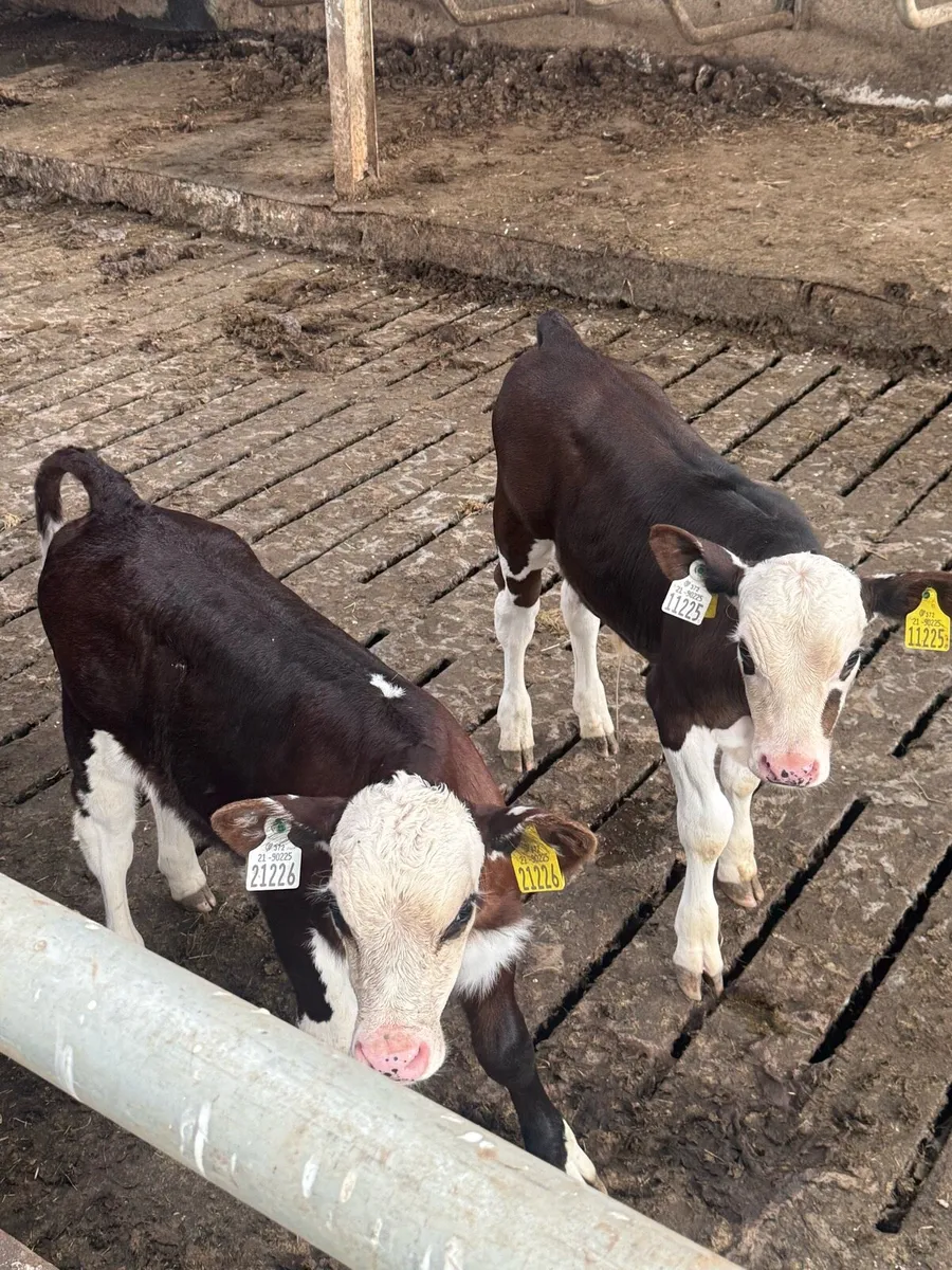 3 Hereford bull calves - Image 4