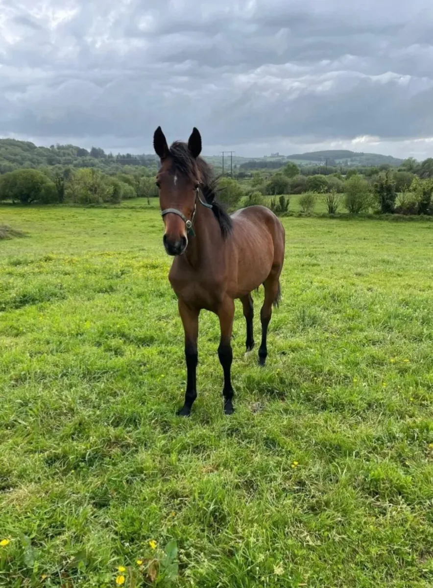Filly by Ard rock star - Image 1