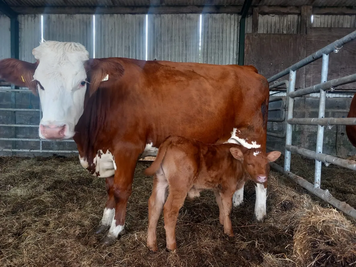 2 simental calved heifers - Image 2