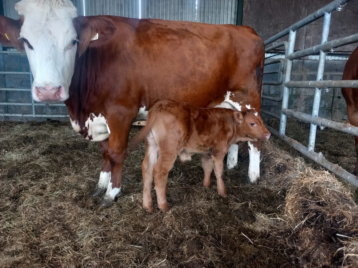 2 simental calved heifers - Image 3
