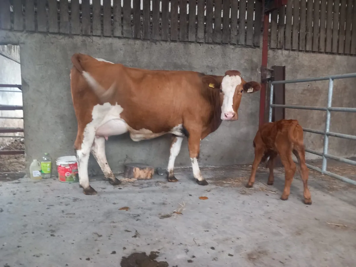 2 simental calved heifers - Image 1
