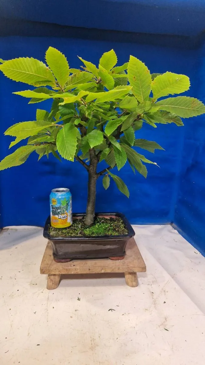 Sweetchestnut bonsai - Image 1