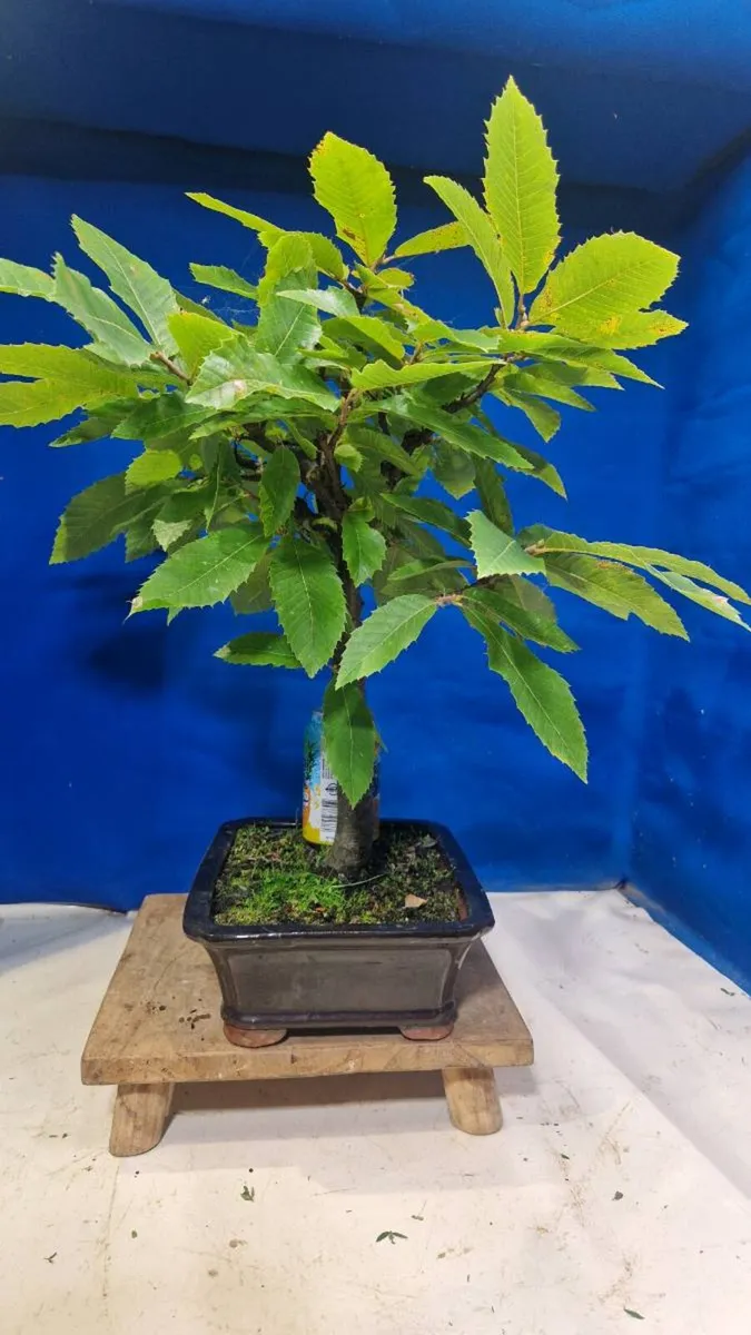 Sweetchestnut bonsai - Image 2