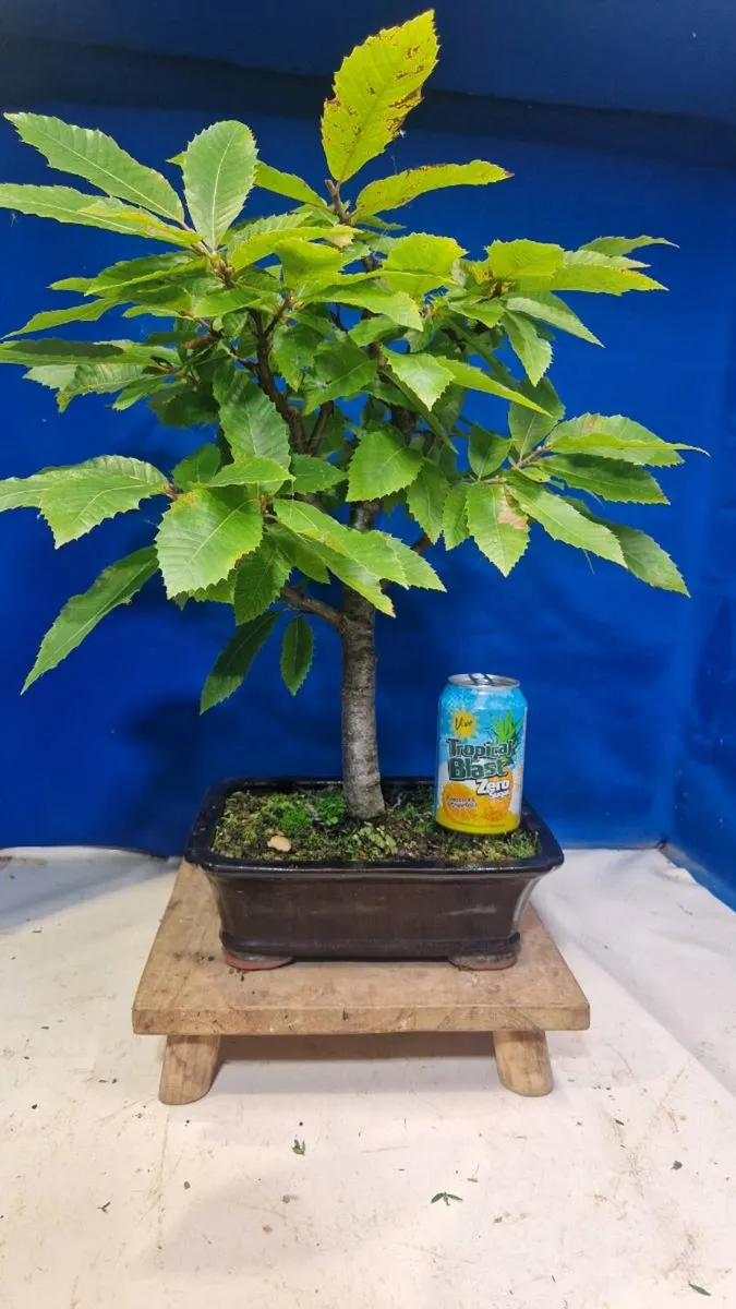 Sweetchestnut bonsai - Image 3