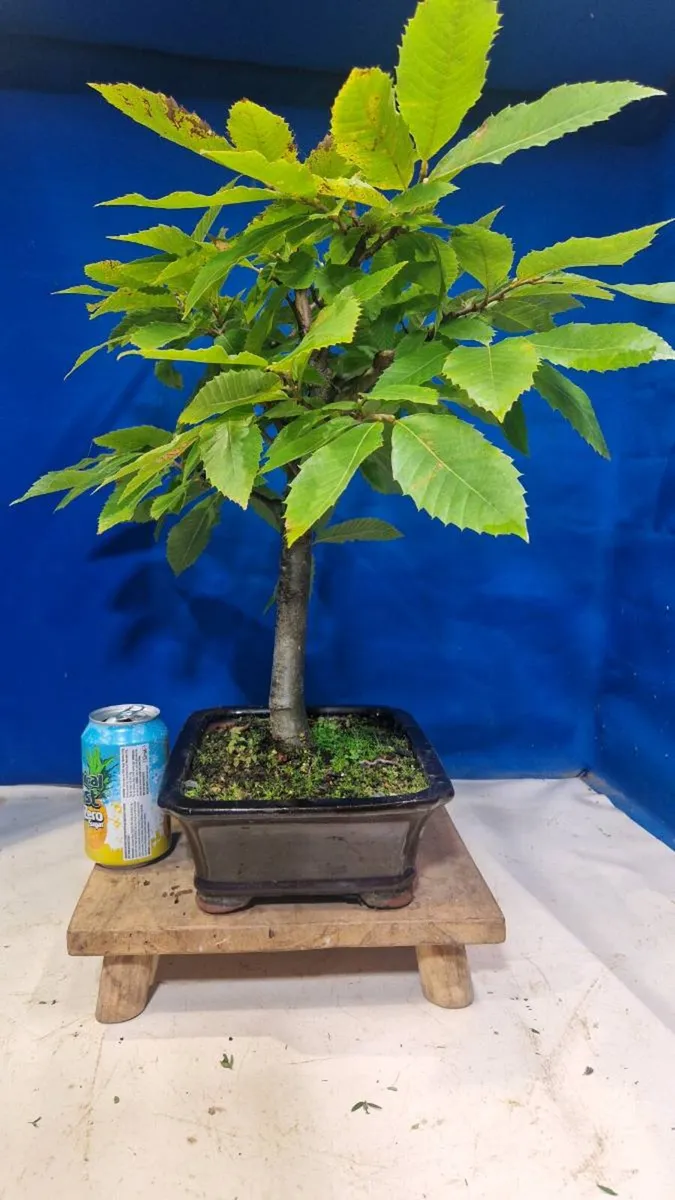 Sweetchestnut bonsai - Image 4