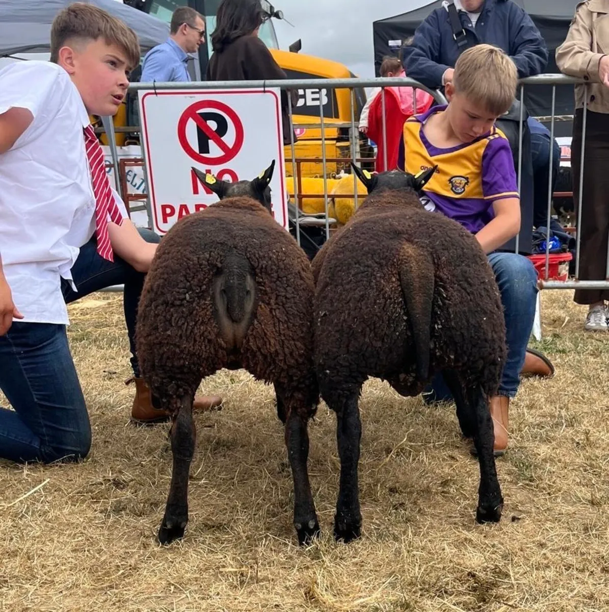 2 serious blue texel cross ram lambs🤩🤩 - Image 1
