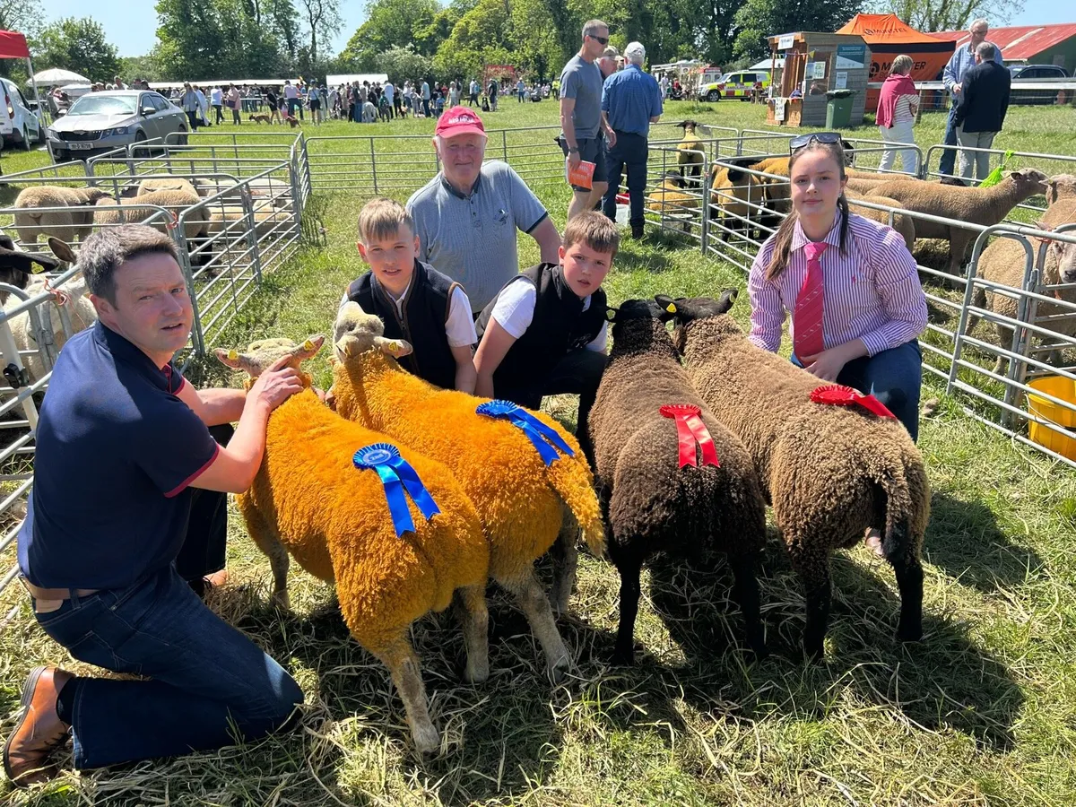 2 serious blue texel cross ram lambs🤩🤩 - Image 2