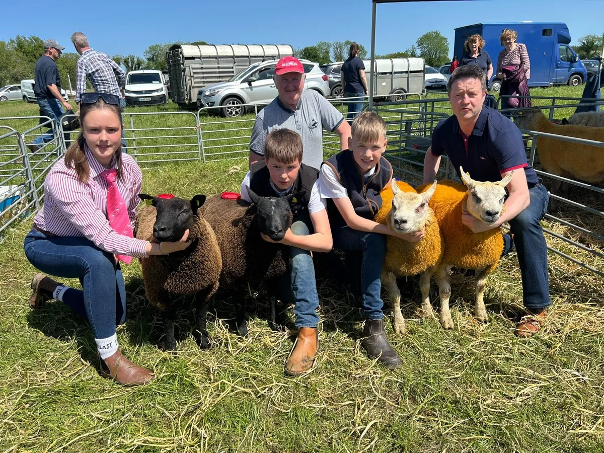 2 serious blue texel cross ram lambs🤩🤩 - Image 3