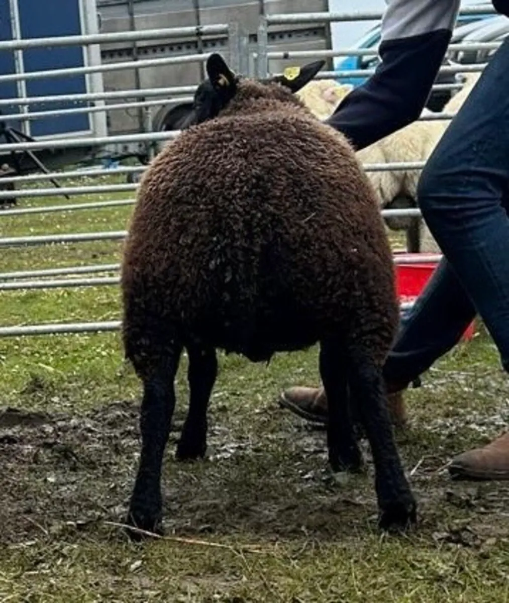 2 serious blue texel cross ram lambs🤩🤩 - Image 4