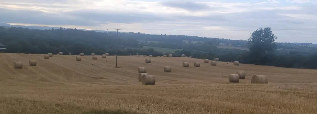 Spring Barley Straw