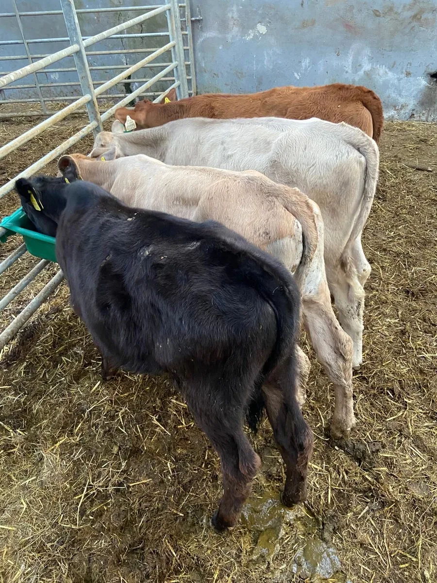 BULL RUNNERS - Image 2