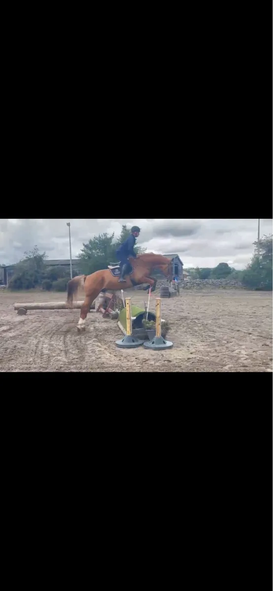 16.3 chestnut gelding - Image 1