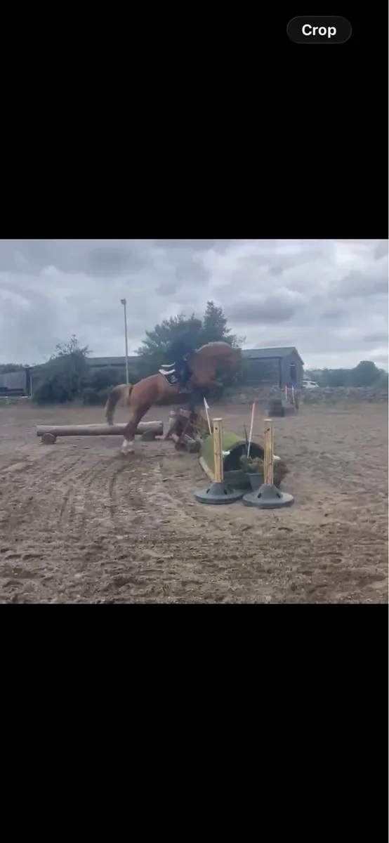 16.3 chestnut gelding - Image 3
