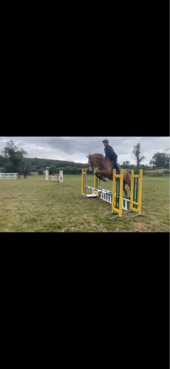16.3 chestnut gelding - Image 4