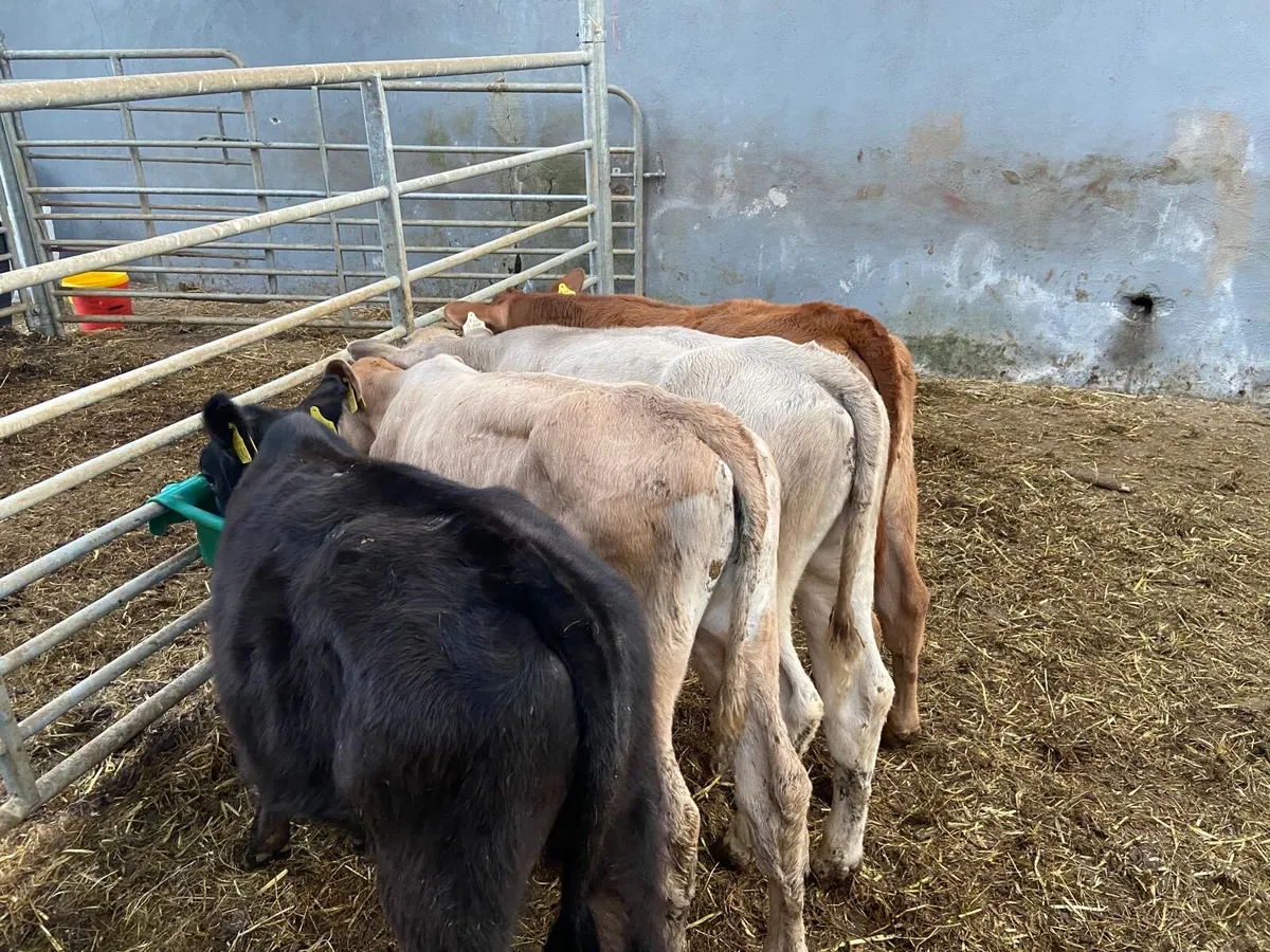BULL RUNNERS - Image 3