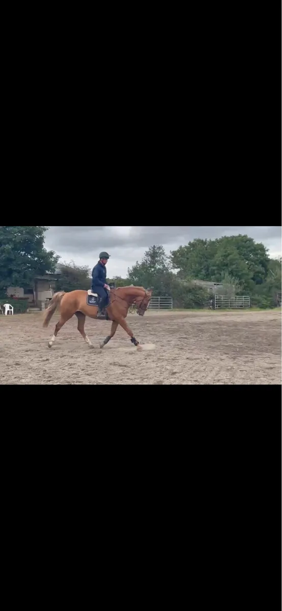 16.3 chestnut gelding - Image 2