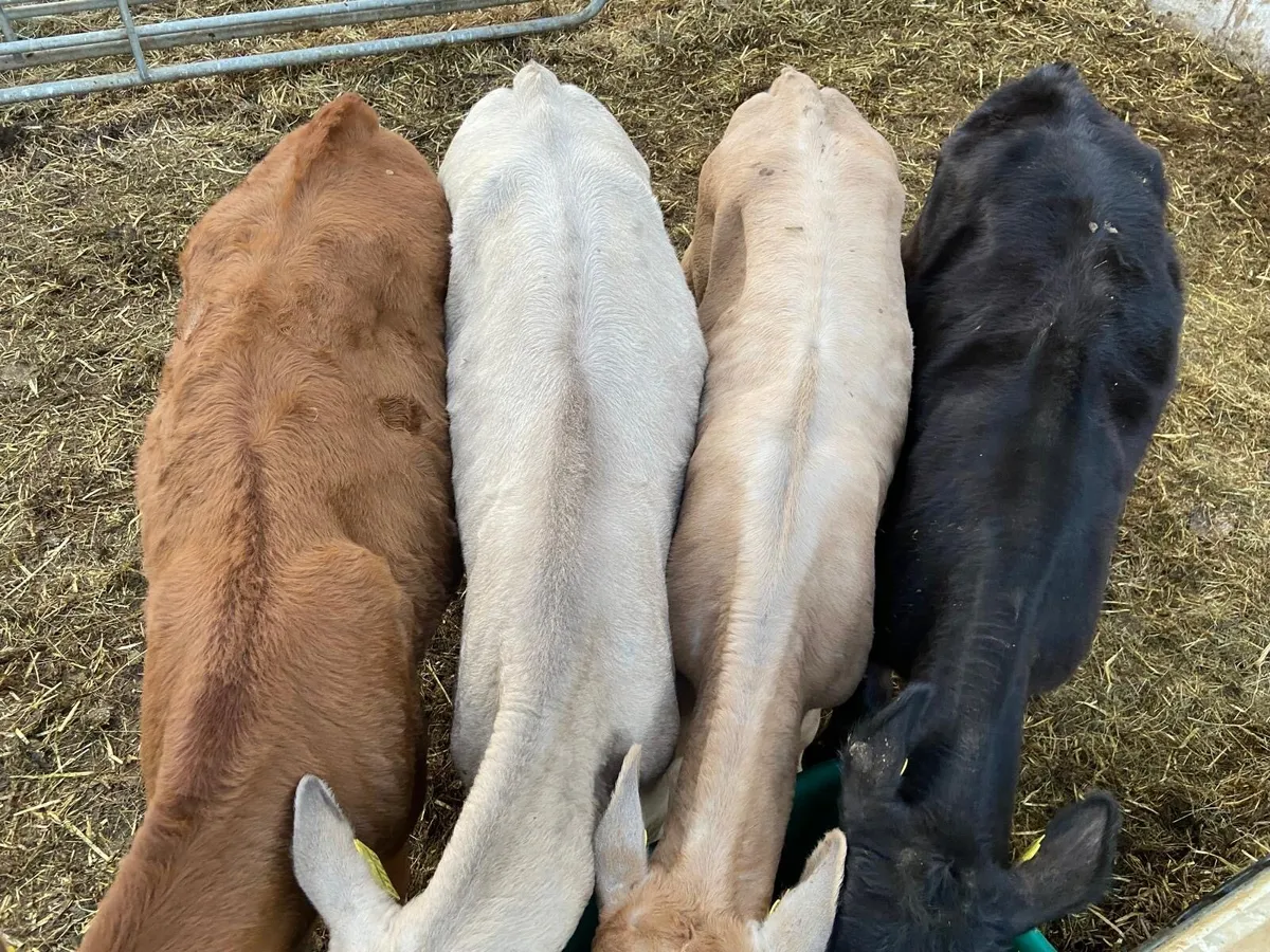 BULL RUNNERS - Image 4