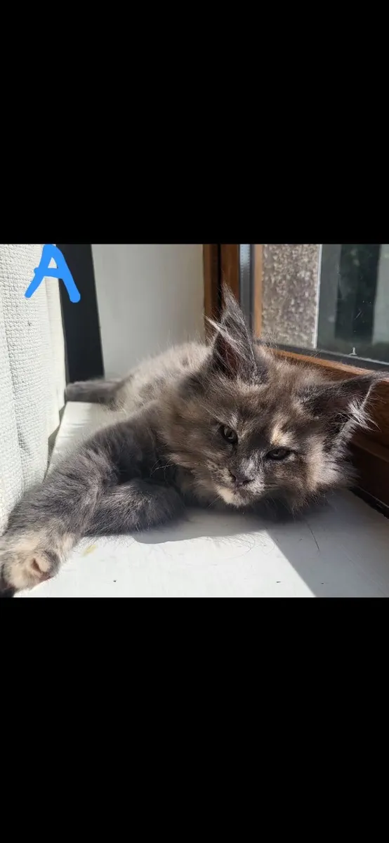 Maine coone kittens - Image 1
