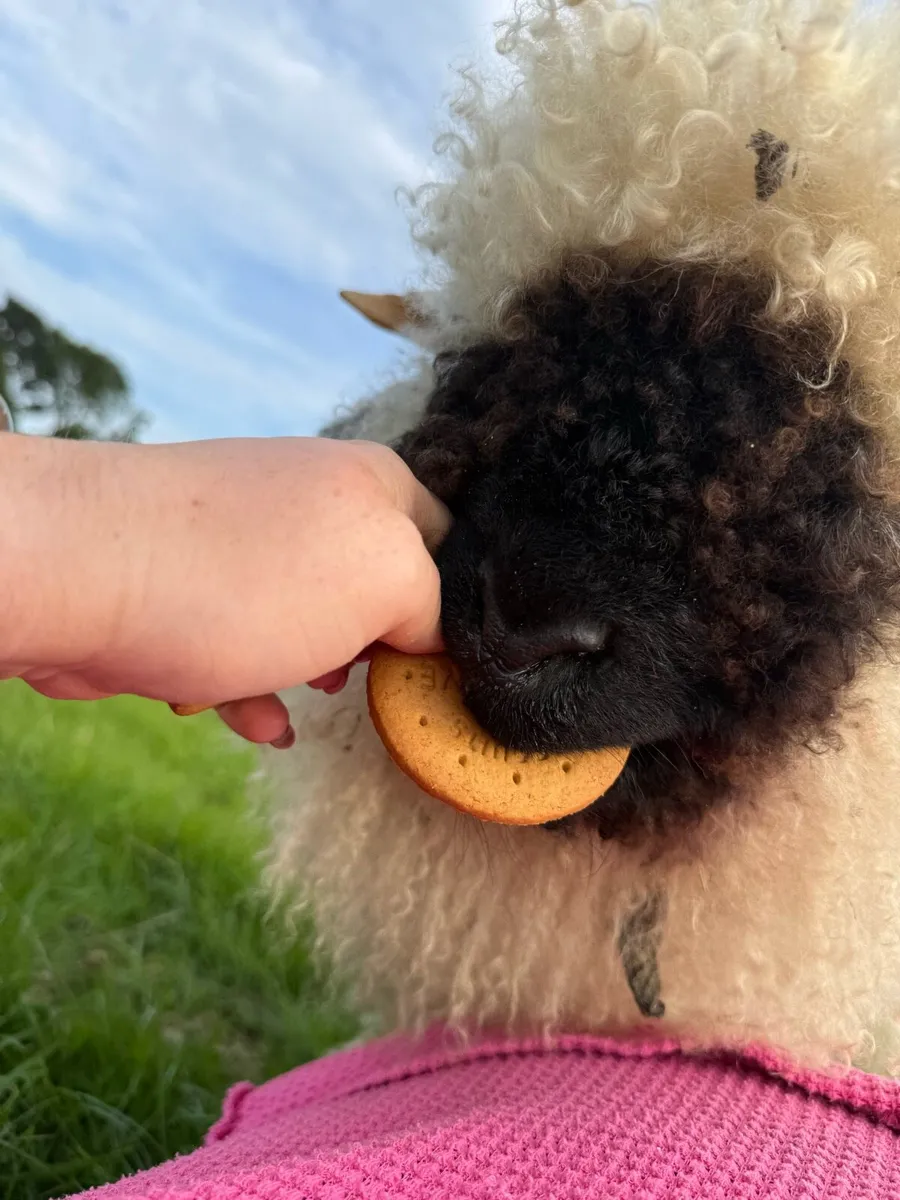 💫PBNR Valais Blacknose Lambs 💫 - Image 1