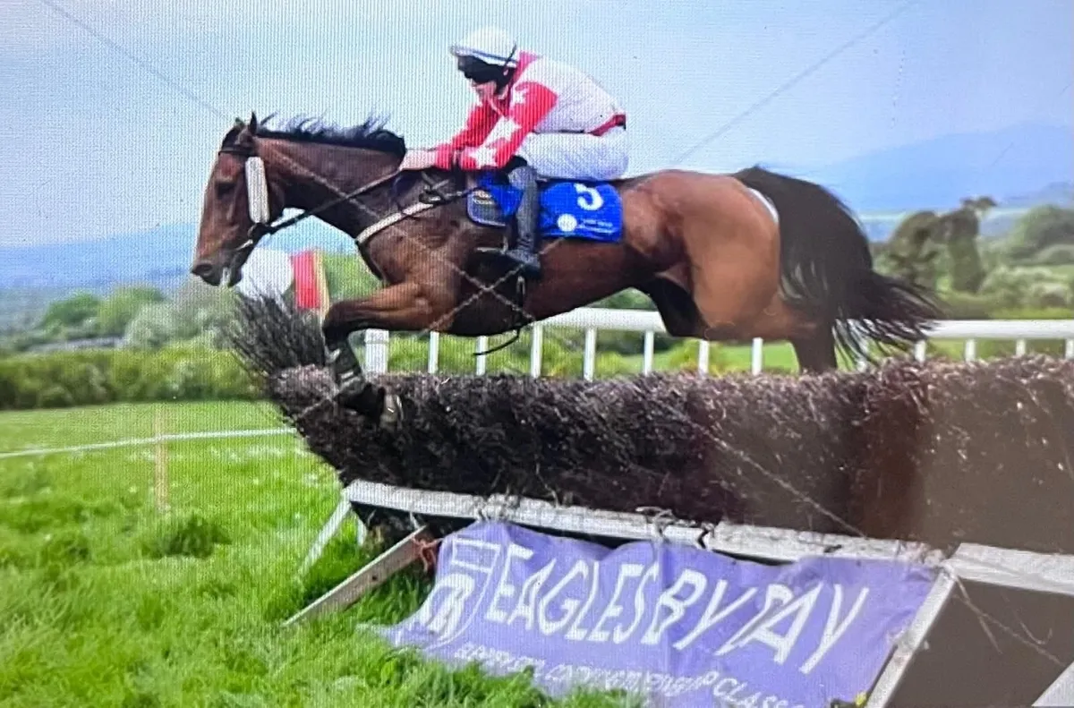 Horse - Image 1