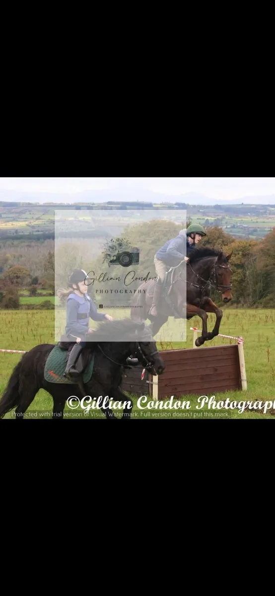 Horse - Image 2