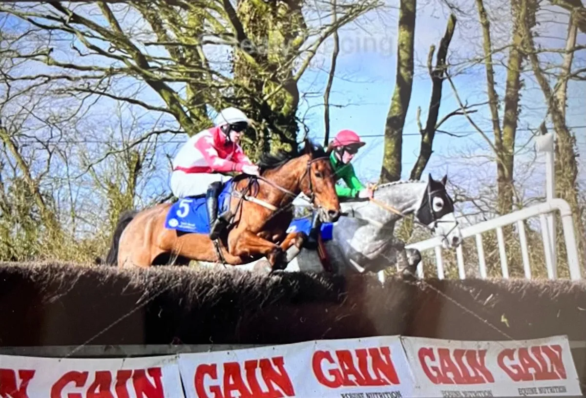 Horse - Image 4