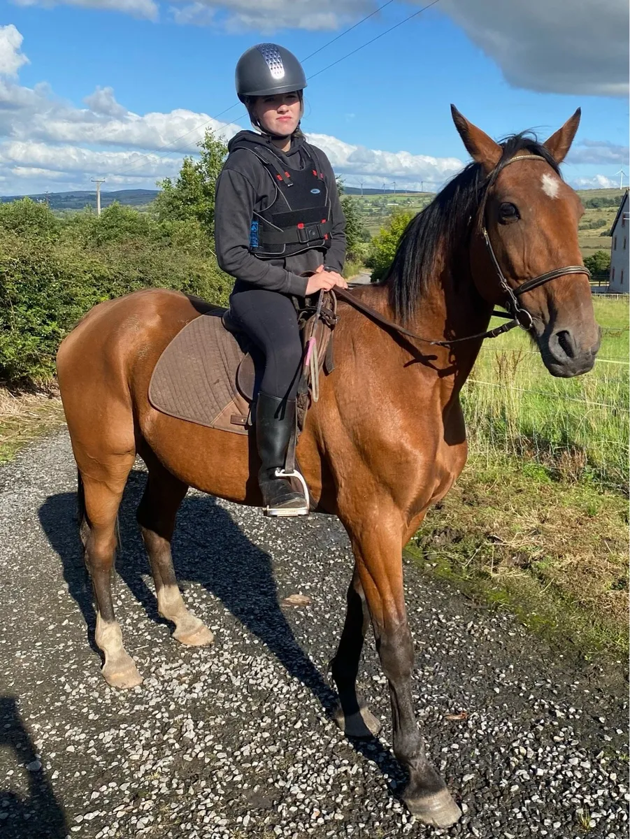 Riding & Driving Gelding - Image 4