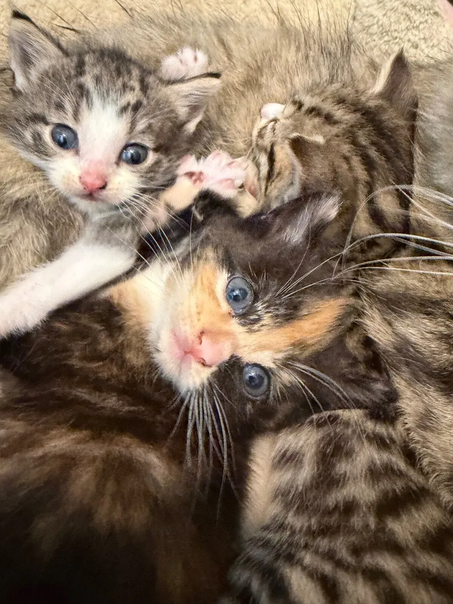 Kitten - Image 1