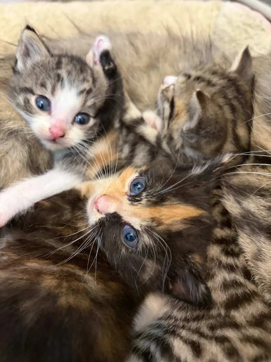 Kitten - Image 3