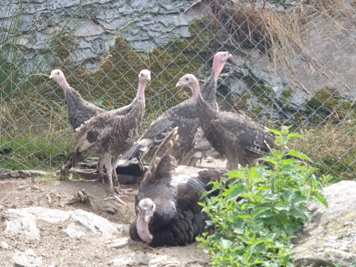 Turkey growers - Image 1
