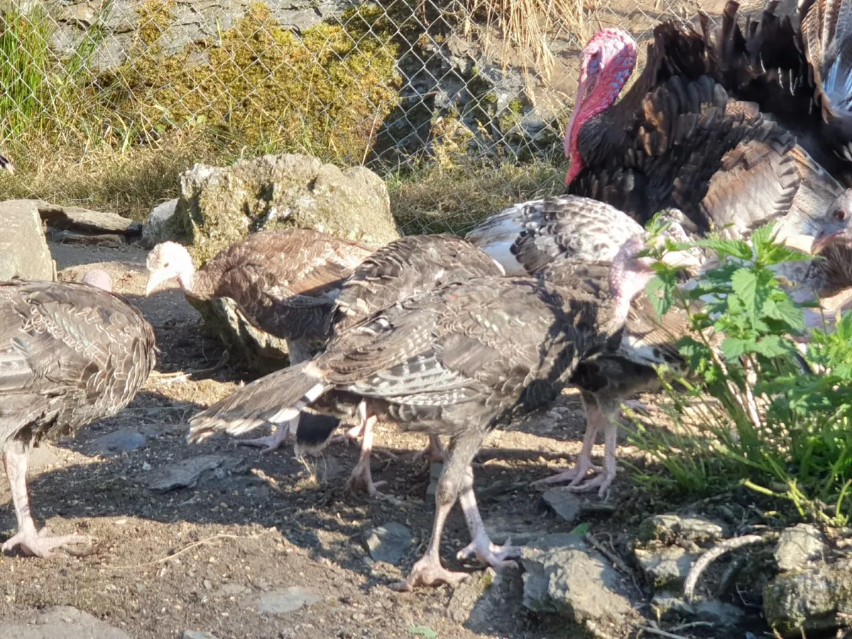 Turkey growers - Image 2