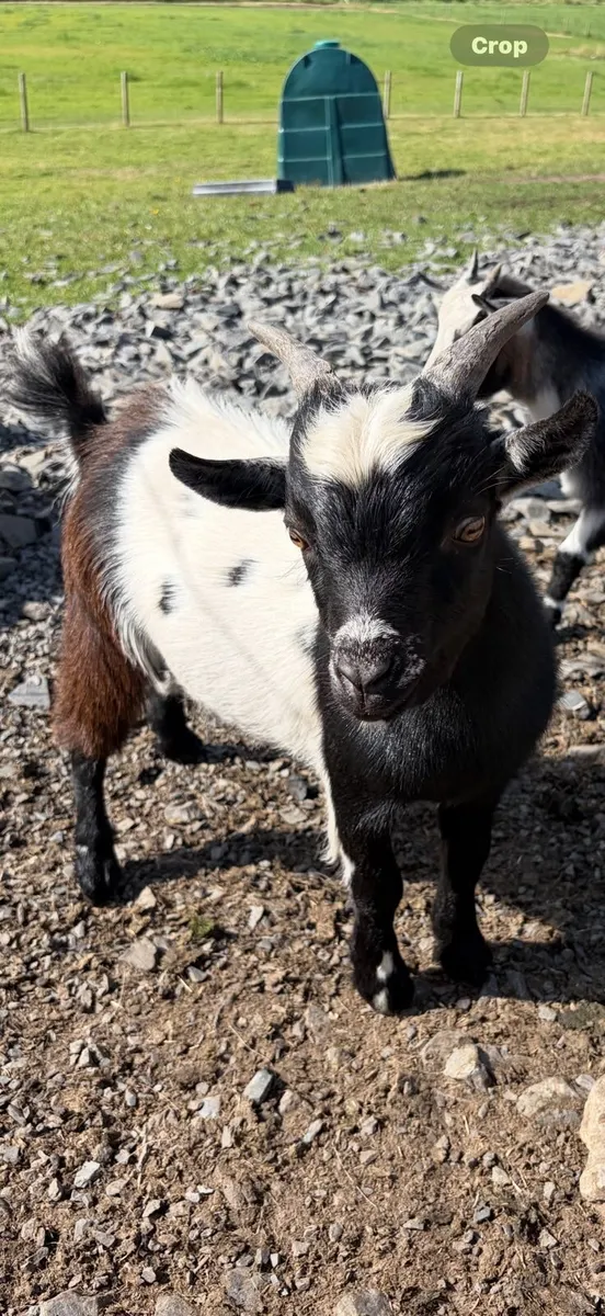 Pygmy goat kid - Image 2