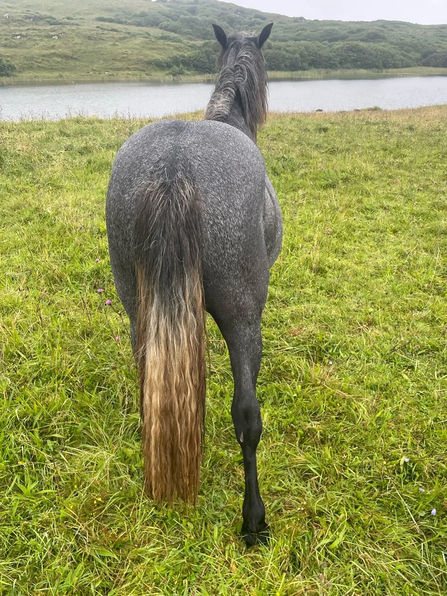 Filly - Image 4