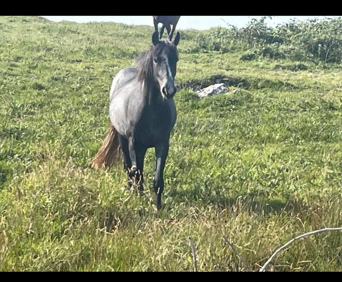 Filly - Image 1