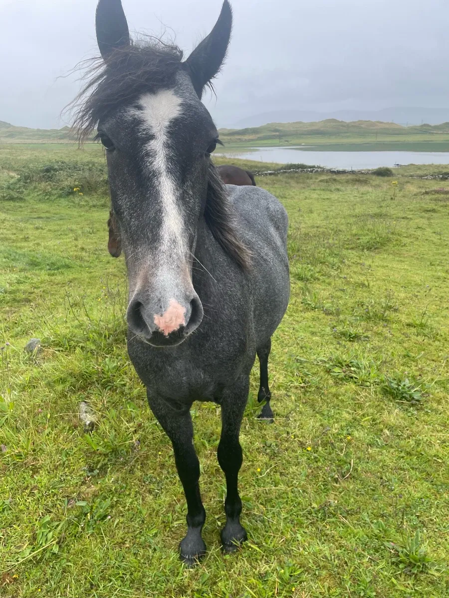Filly - Image 2