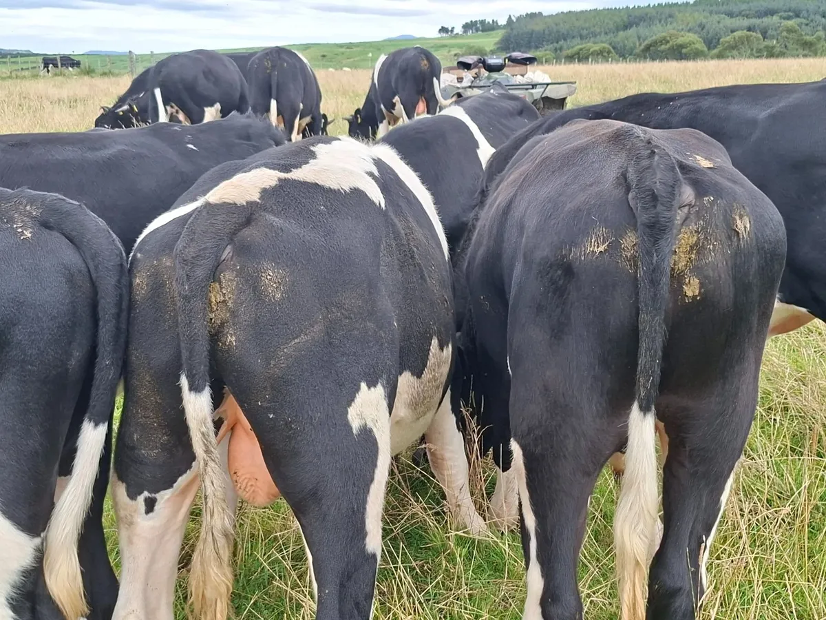 Friesan bulls - Image 1
