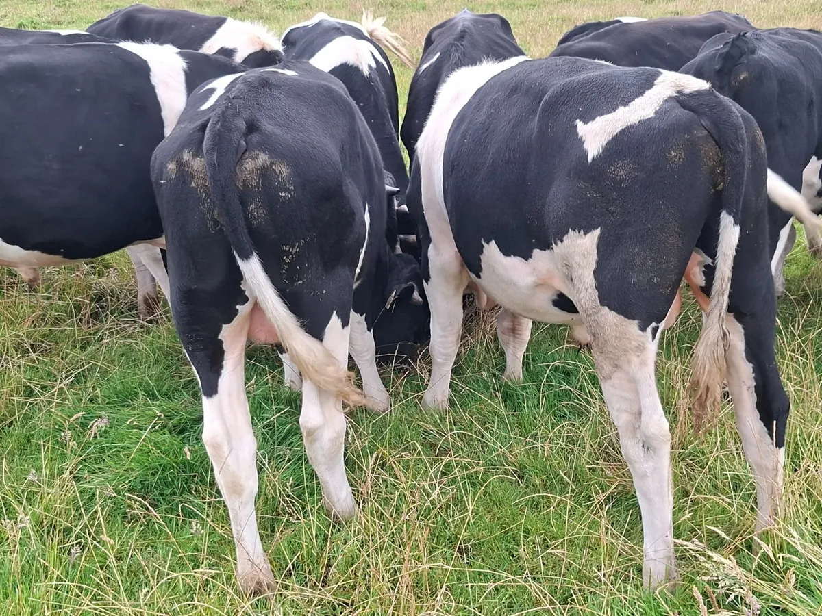 Friesan bulls - Image 2