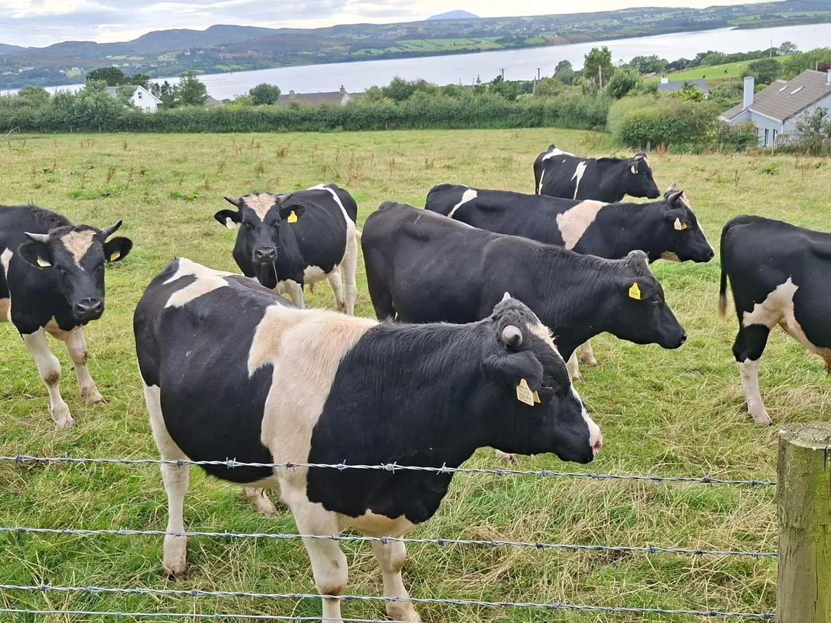Friesan bulls - Image 3