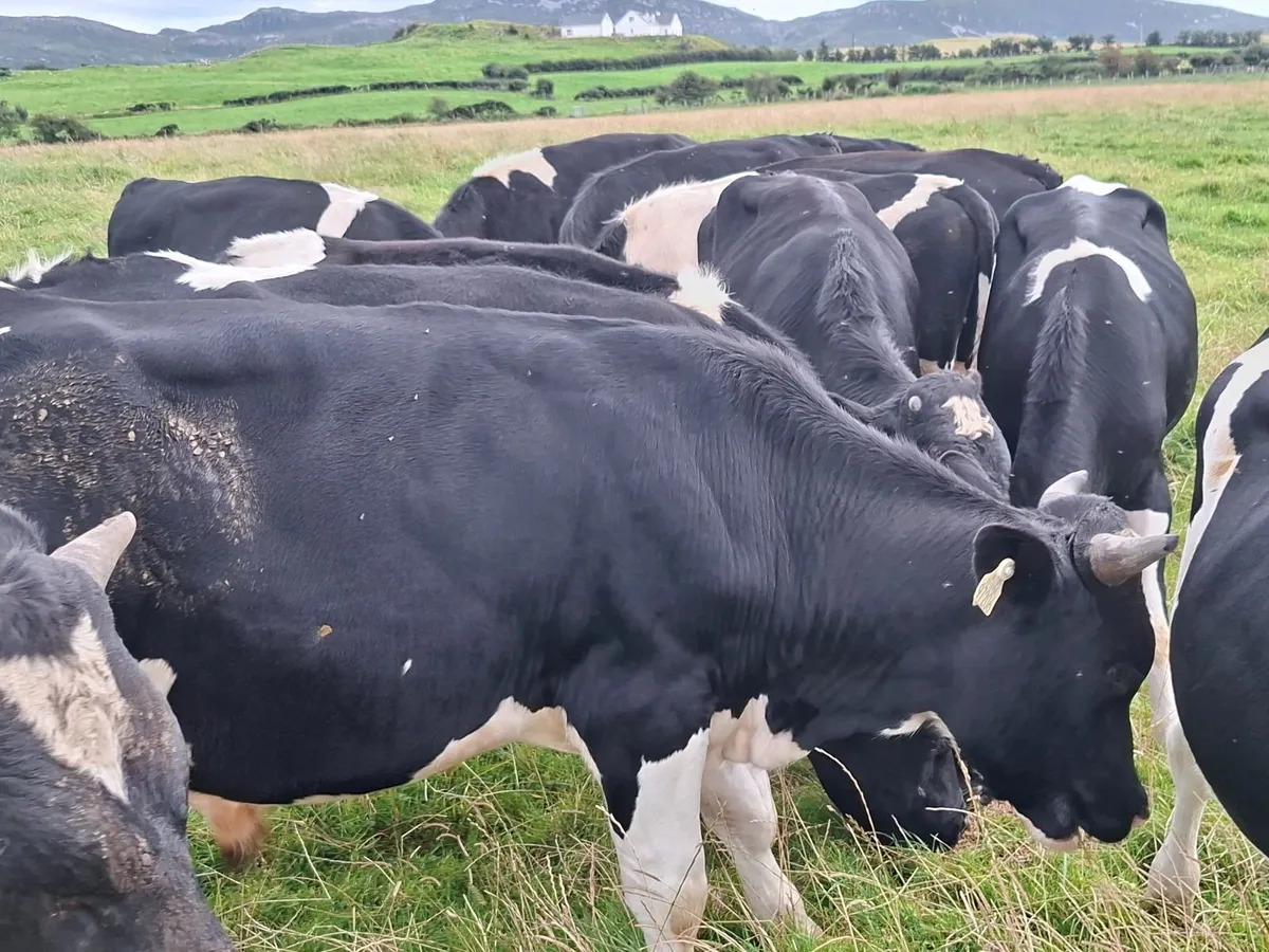 Friesan bulls - Image 4
