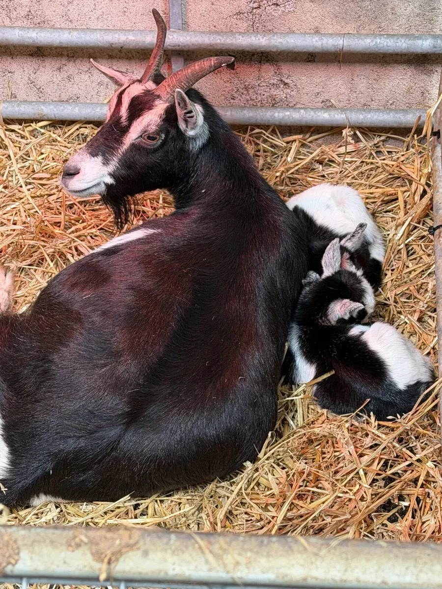 Pygmy goat kid - Image 3