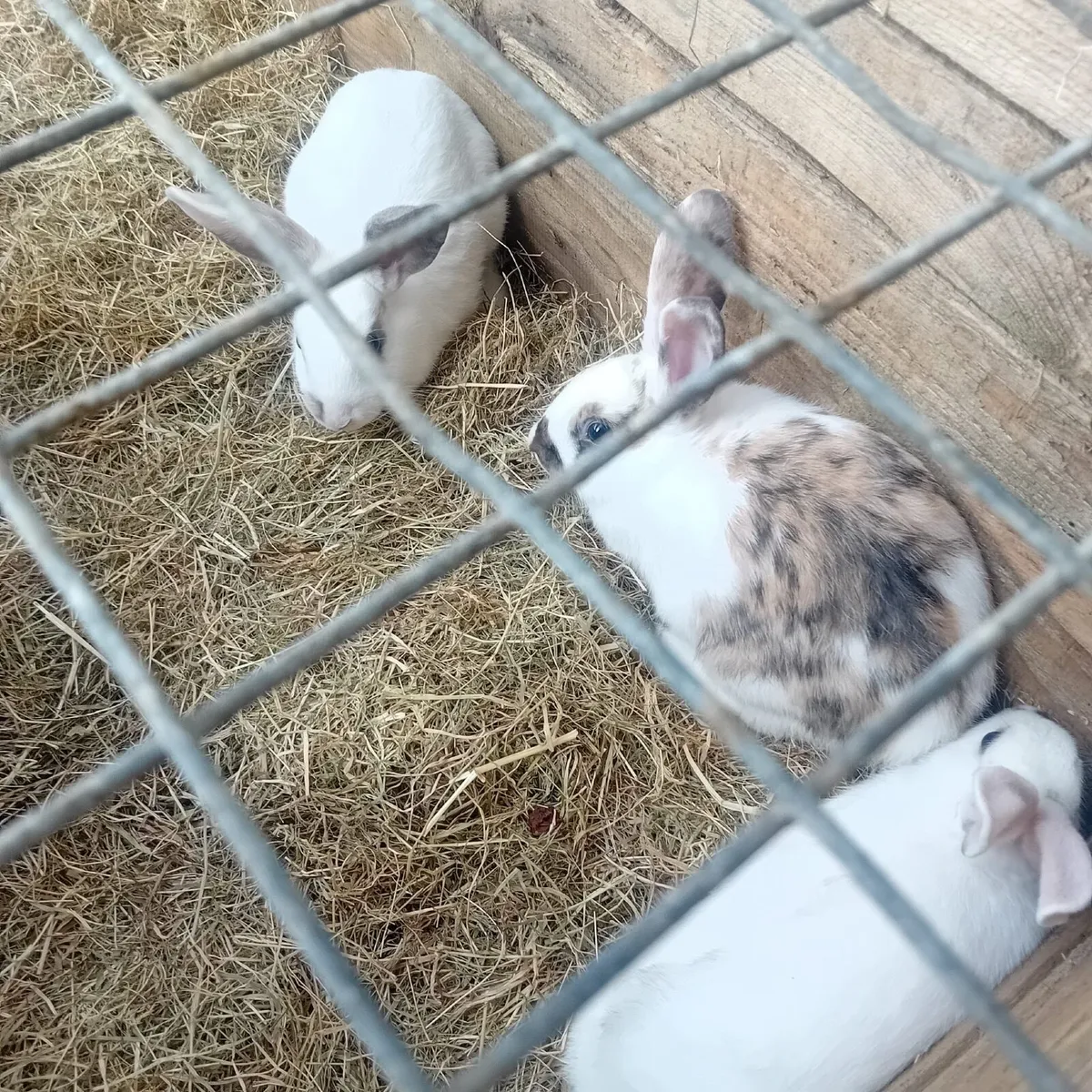 Rabbits - Image 2